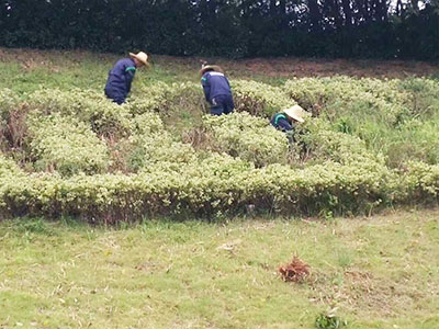 市政綠化除雜、修剪