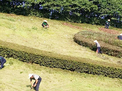 長沙市亮宇園林綠化工程有限公司,長沙園林養(yǎng)護,長沙大樹移植,小型樹種及花草哪里的好